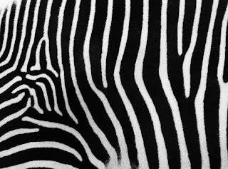 Zebra Fur Skin Texture HD Wallpaper