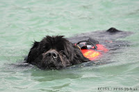 Chien Sauveteur Aquatique Jura Terre-Neuve Django nage vers la victime dans le Lac de Vouglans JD Amet Photographe (Ain)