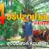 4 วิธีปลูกปาล์มให้ได้ผลผลิตสูง  จากประสบการณ์ ลุงประสงค์ หอมสนิท