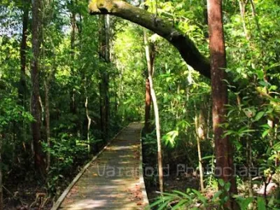 42 TEMPAT WISATA DI KABUPATEN KETAPANG KALIMANTAN BARAT TERLENGKAP INSTAGRAMBLE COCOK DIKUNJUNGI BERSAMA