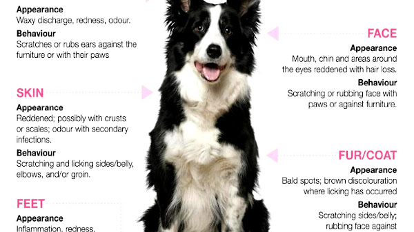 Allergic Reaction In Dogs Symptoms