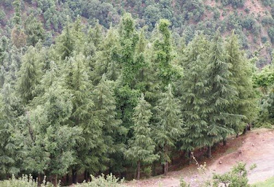 Over 20 Thousand Trees Face the Axe in Himachal