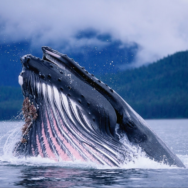 40+ Gambar Ikan Paus Menakjubkan - Glmour Gallery Wallpaper