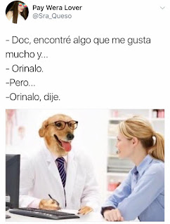 meme dogtor