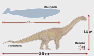 Comparación tamaño Patagotitan