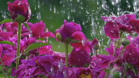 rainy-roses-walls-pics-imgs