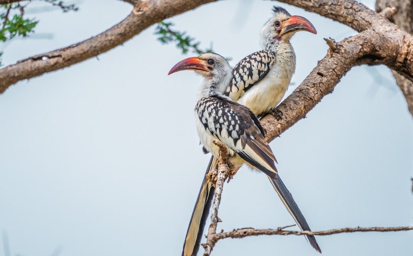 kilimanjaro safari tips