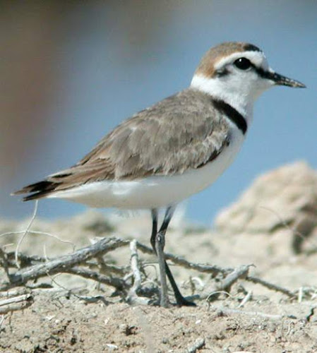 Charadrius alexandrinus