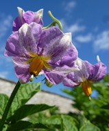 potato flower2