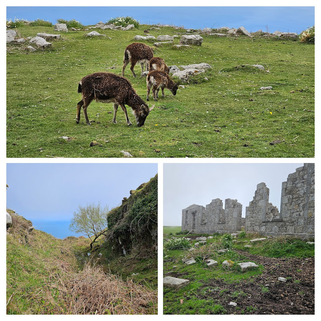 Collage: soap sheep grazing, tree in ravine looking out to sea, abandoned hospital building. Lundy