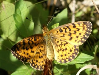 Boloria sp