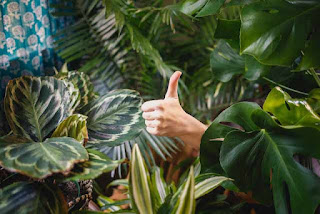 Foto plantas en post de Pilates matinal