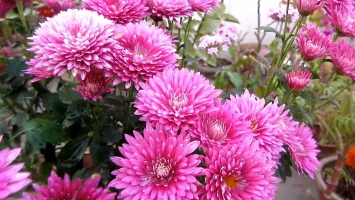 Chrysanthemum Flowers Images - Winter Flowers Images Download - Winter flowers - NeotericIT.com