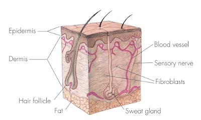 dermis layer, epidermis, layers of skin, skin, skin cells, skin cells function, skin functions, skin layers, skin structure, Skincare, 