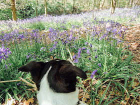 Bluebell woods