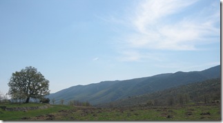 Le chene de véro 2_cr