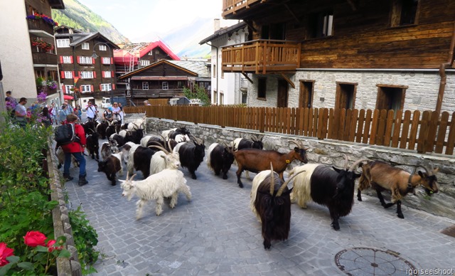 A young goatherd was driving a herd of Blackneck goats through the streets of Zermatt. These are the Blackneck goats, also known as gletschergeissen (glacier goats).