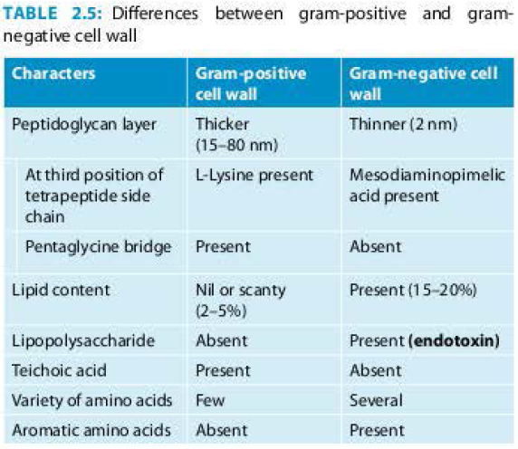 Difference between gram positive and gram negative bacterial cell wall