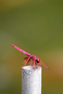 libélulas rosadas.jpg