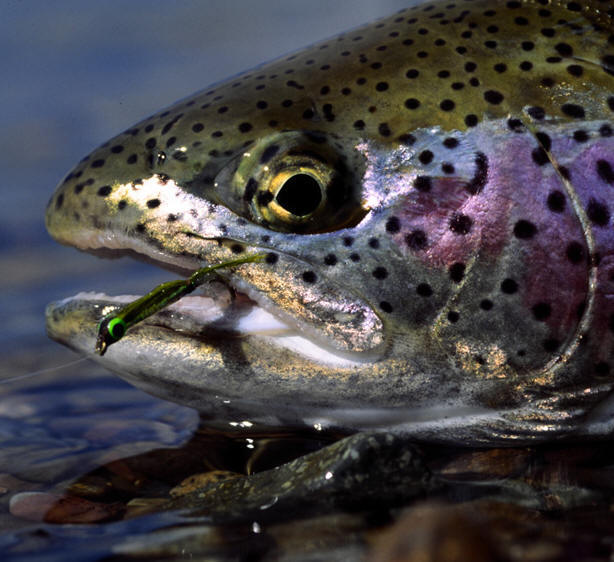 trout_closeup_fly.jpg