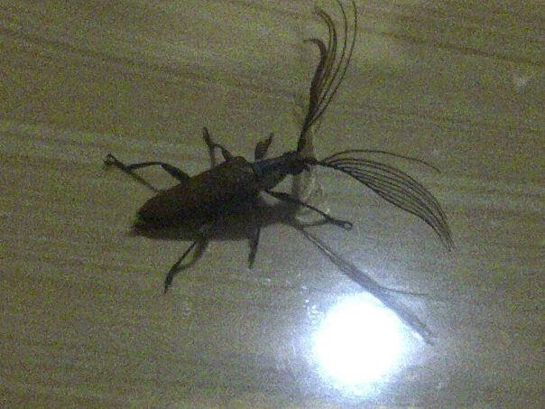 kumbang Bulu Mata Anti Badai Syahrini