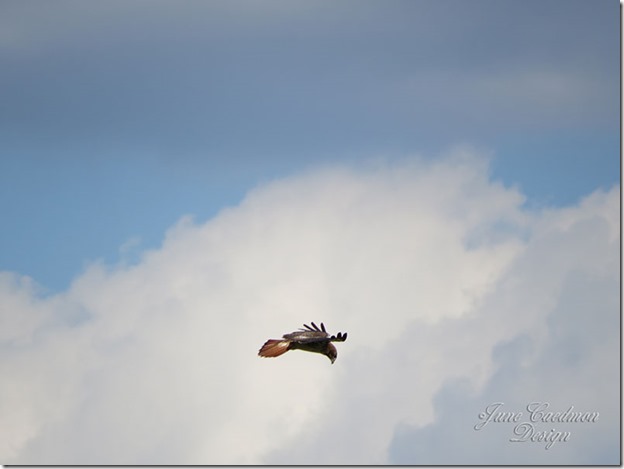 Hawk_lookingdown