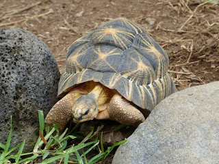 Astrochelys radiata - Tortue étoilée de Madagascar - Tortue rayonnée de Madagascar