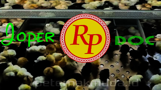 Daftar Info Harga Ayam  Joper  Terbaru Tahun 2021 Peternak 