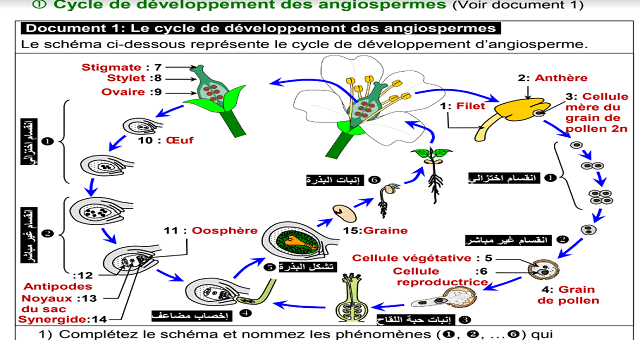 Les cycles de développement des plantes