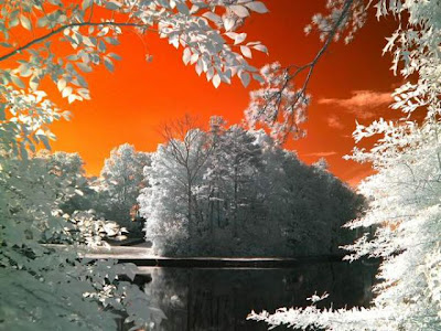 Amazing Infrared Picture Seen On www.coolpicturegallery.net