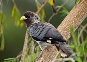 Turaco gris oriental: Crinifer zonurus