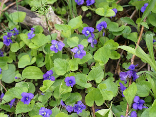 Violettes du Québec