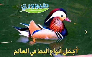 البط الصيني