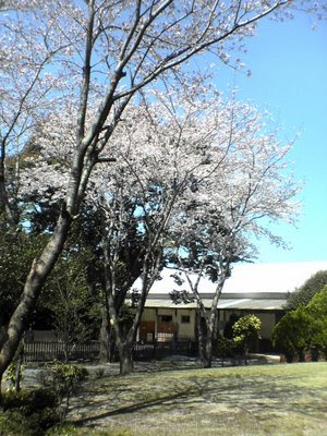 椎の杜,満開