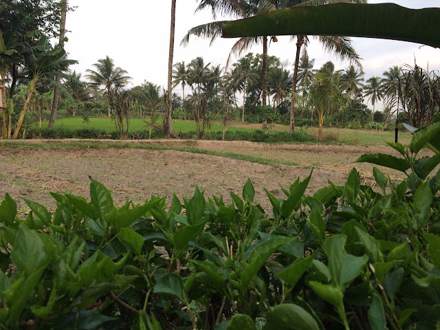 Foto hamparan sawah yang belum ditanam, tandus tapi masih menarik