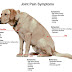 How to Spot the Early Signs of Dog Arthritis