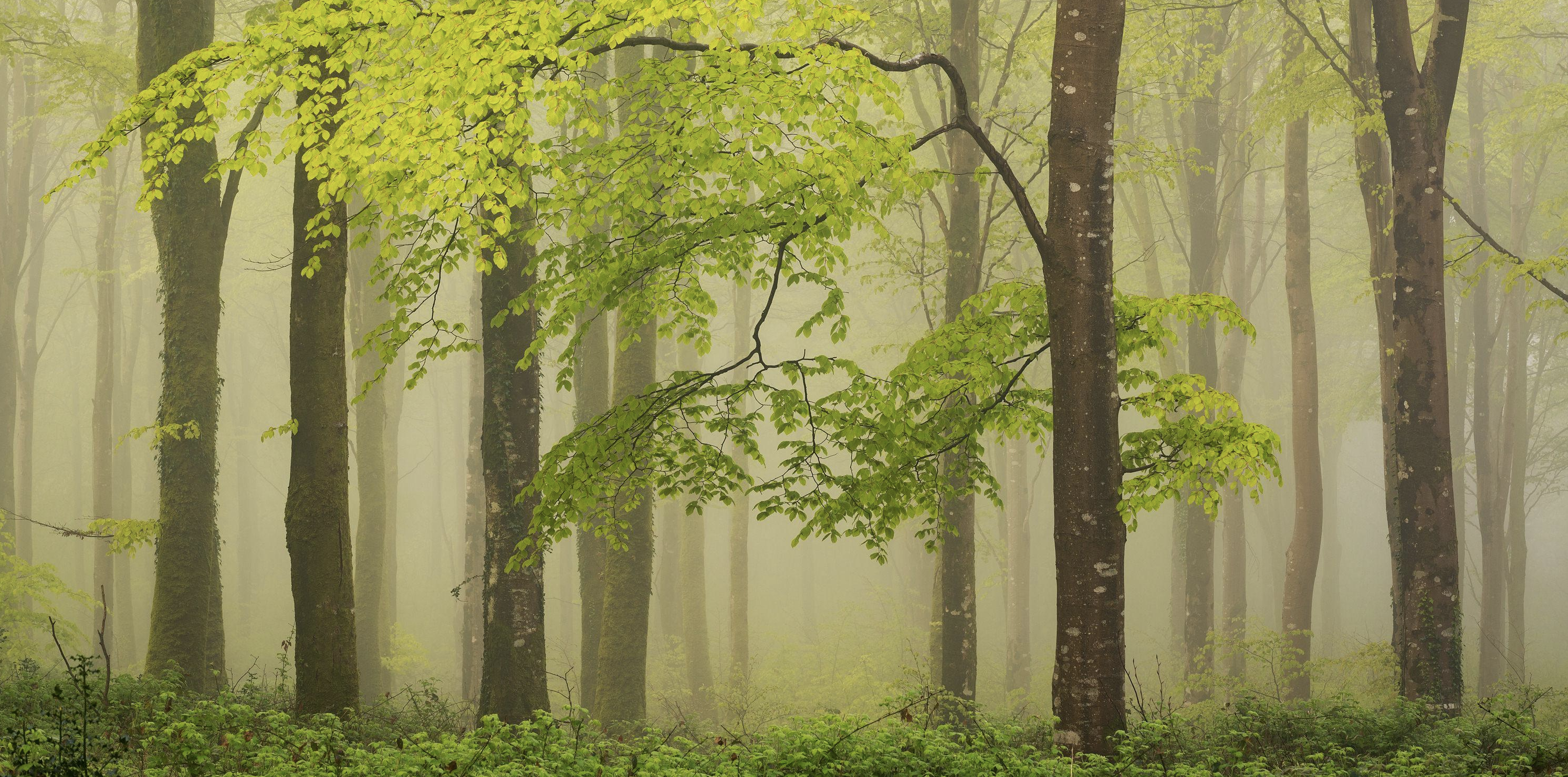 Adam Burton Photography - Forest