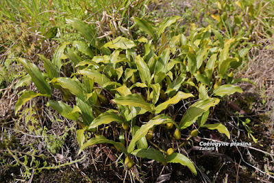 Coelogyne prasina orchid plant care and culture