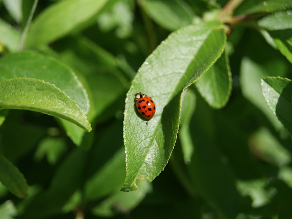 Ladybug