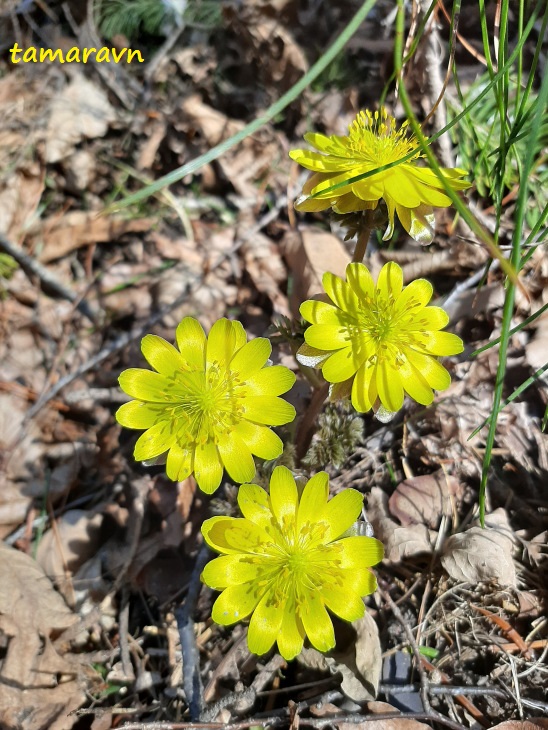 Адонис амурский (Adonis amurensis)