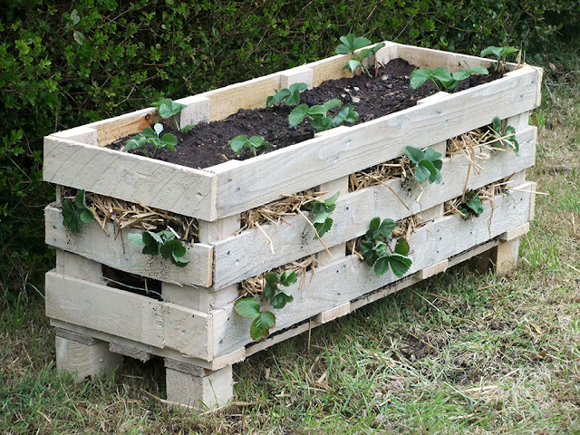 Pallet Strawberry Planter