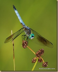 Dragonfly, Blue Dasher 8-1-2009 4-34-26 PM