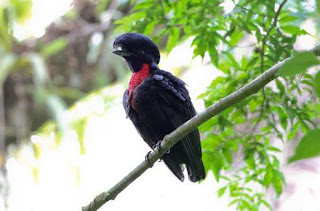 Animals That Start With U - UmbrellaBird