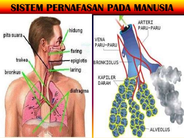  SISTEM  PERNAPASAN  PADA MANUSIA Proses Fungsi Dan Jenis 