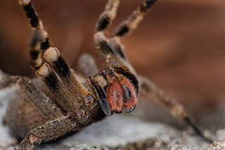 pics of brazilian wandering spider