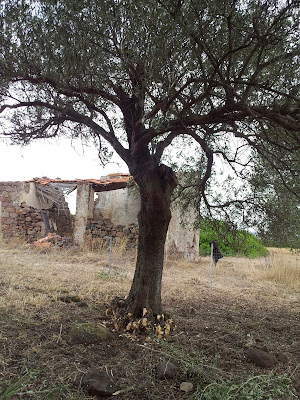 Ulivo ripulito dai polloni a Monte Pedru a Monte Pedru, Perfugas, Sassari, Sardegna