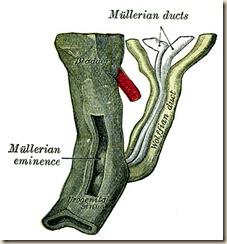 paramesonephric_ducts