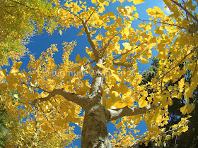 Wuling Farm maple autumn foliage