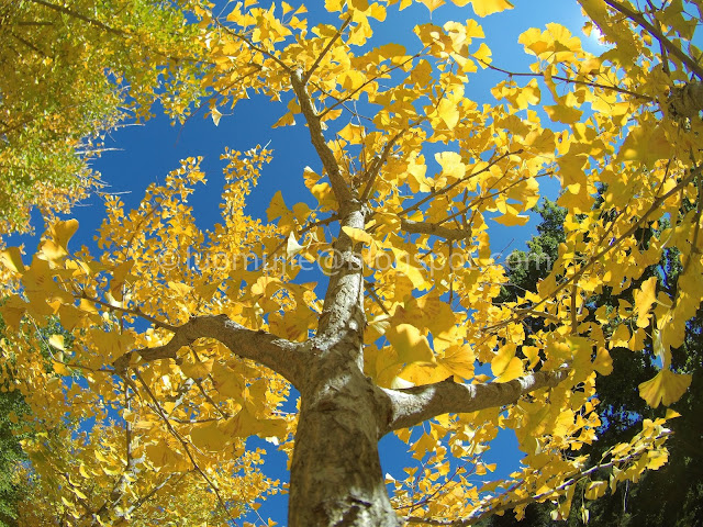 Wuling Farm maple autumn foliage