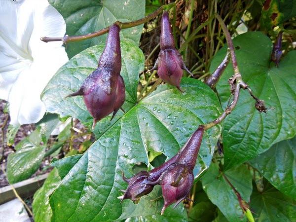 Sue's in the Garden Growing the Groceries: Moonflower Seeds